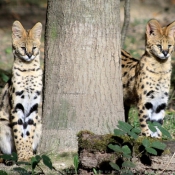 Photo de Serval