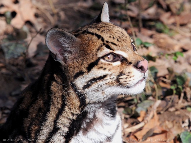 Photo d'Ocelot