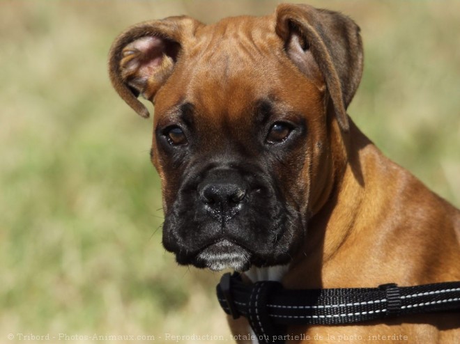 Photo de Boxer