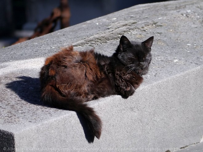 Photo de Chat domestique