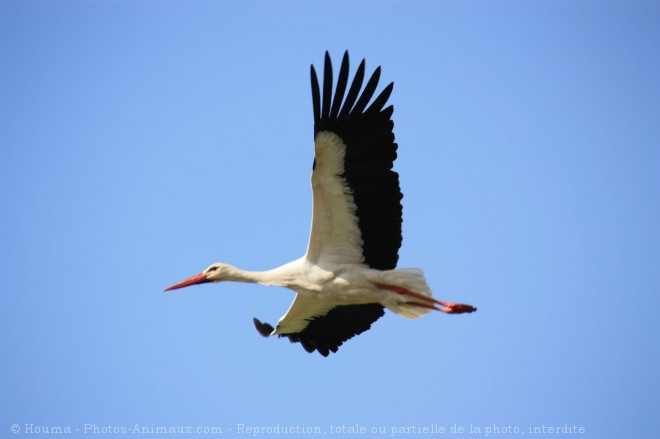 Photo de Cigogne