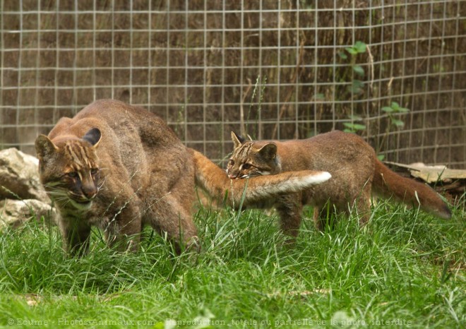 Photo de Chat de temminck