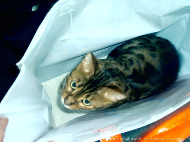 Photo de Bengal