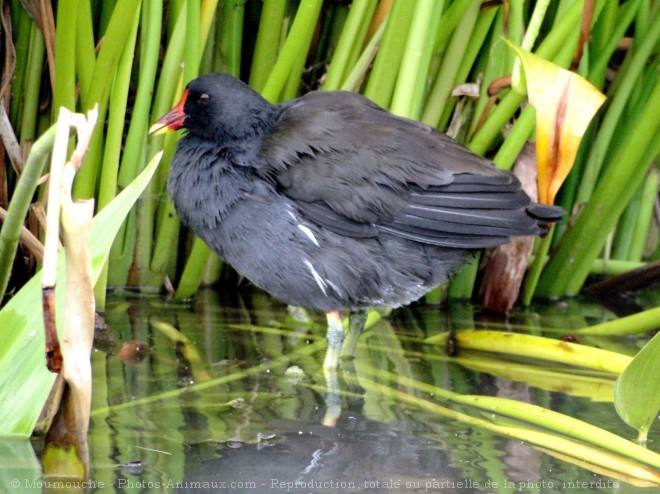 Photo de Poule d'eau