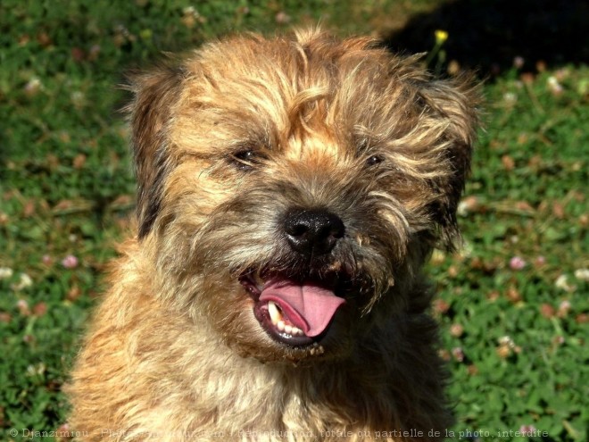 Photo de Border terrier