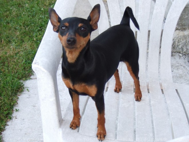 Photo de Pinscher nain