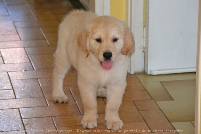 Photo de Retriever de la nouvelle cosse