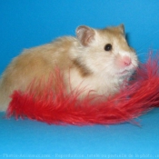 Photo de Hamster