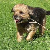 Photo de Border terrier