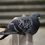 Photo de Pigeon