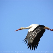 Photo de Cigogne