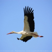 Photo de Cigogne