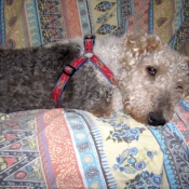 Photo de Fox terrier  poil dur