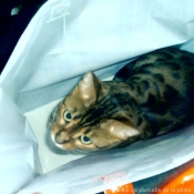 Photo de Bengal