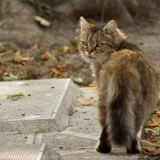 Photo de Chat domestique