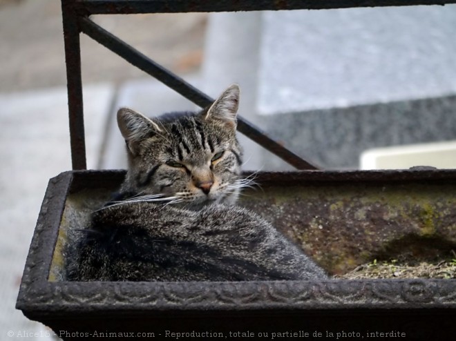 Photo de Chat domestique