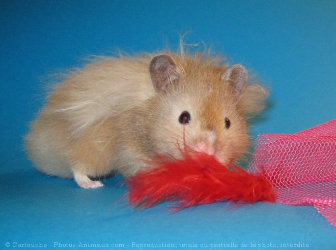 Photo de Hamster