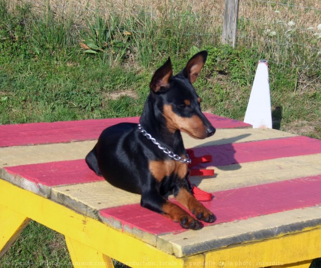 Photo de Pinscher nain