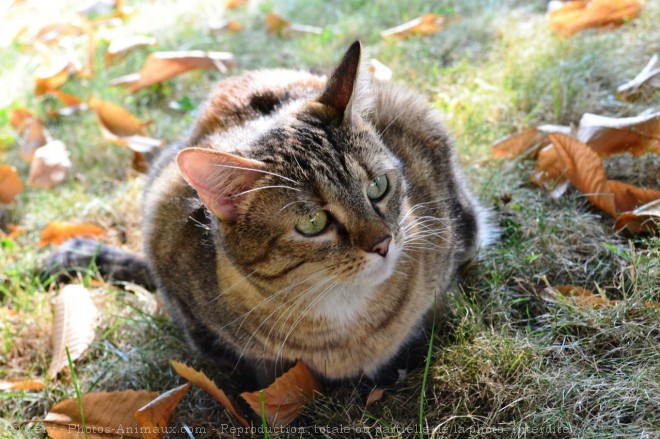 Photo de Chat domestique