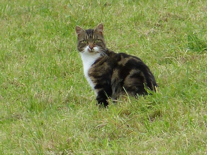 Photo de Chat domestique