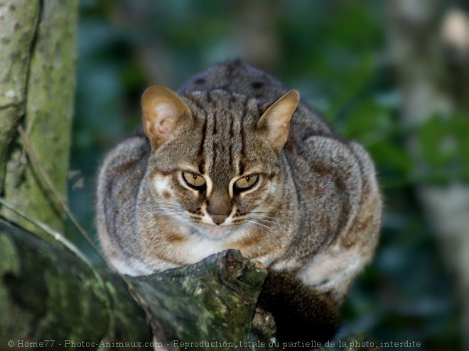 Photo de Chat rubigineux