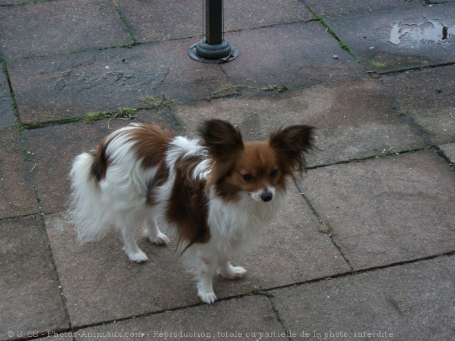 Photo d'Epagneul nain papillon