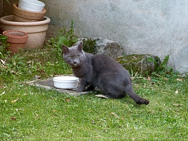 Photo de Chartreux