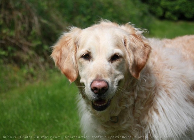 Photo de Golden retriever