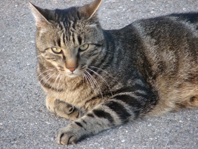 Photo de Chat domestique