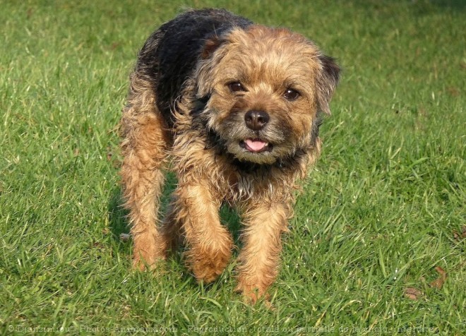 Photo de Border terrier