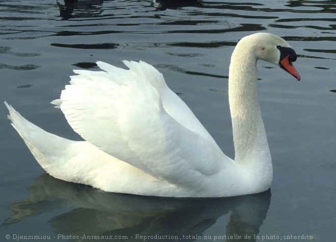 Photo de Cygne