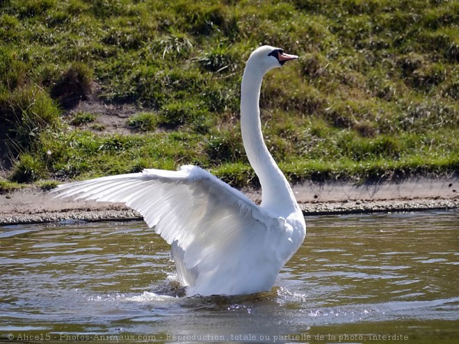 Photo de Cygne