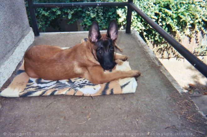 Photo de Berger belge malinois