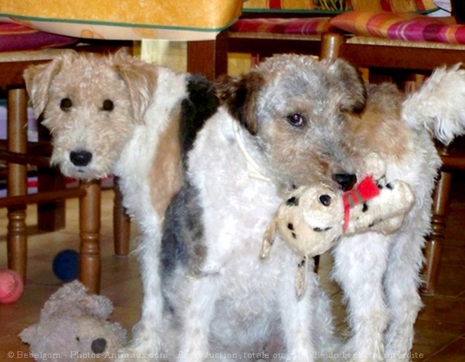 Photo de Fox terrier  poil dur