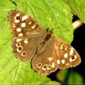 Photo de Papillon