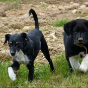 Photo de Races diffrentes