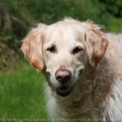 Photo de Golden retriever