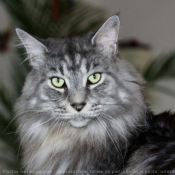 Photo de Maine coon