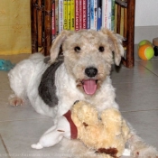 Photo de Fox terrier  poil dur