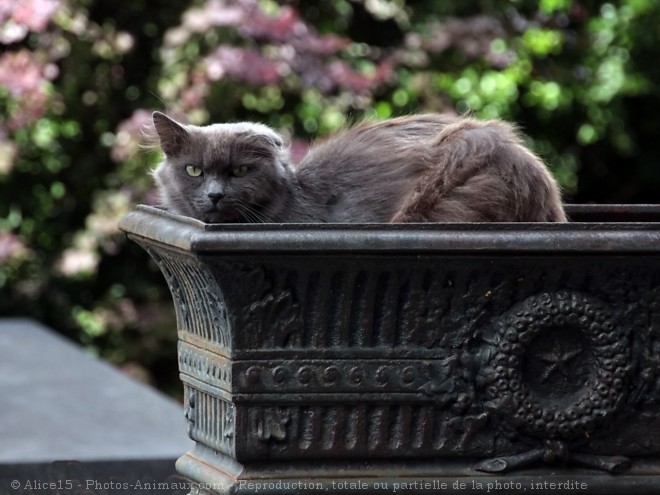 Photo de Chat domestique