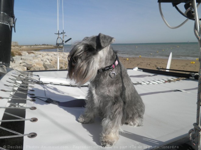 Photo de Schnauzer nain