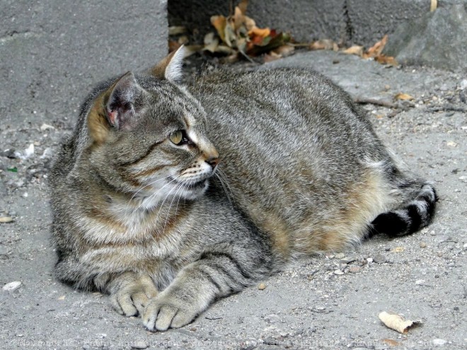 Photo de Chat domestique