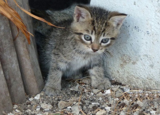 Photo de Chat domestique