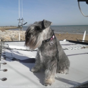 Photo de Schnauzer nain