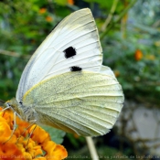 Photo de Papillon - piride