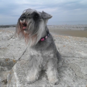 Photo de Schnauzer nain