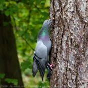 Fond d'cran avec photo de Pigeon