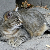 Fond d'cran avec photo de Chat domestique