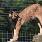 Photo de Caracal