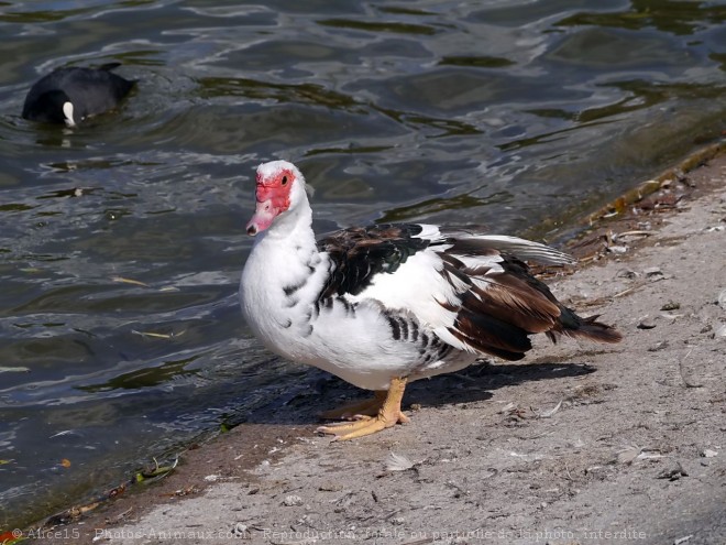 Photo de Canard de barbarie